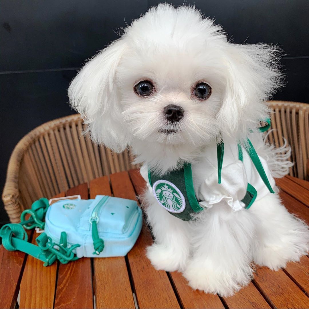 Starbucks Apron