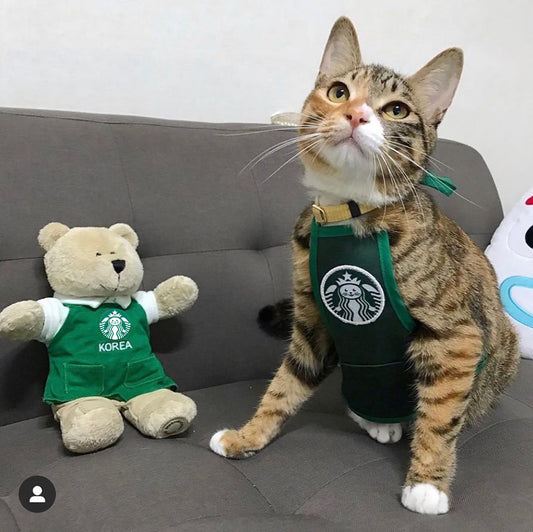 Starbucks Apron